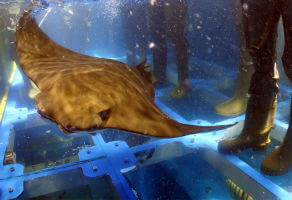 Ray Encounter at Dubai Aquarium and Underwater Zoo 2